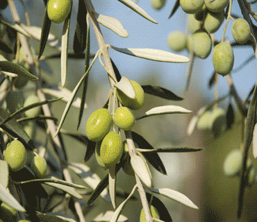 Cento Olive and Olive Oil